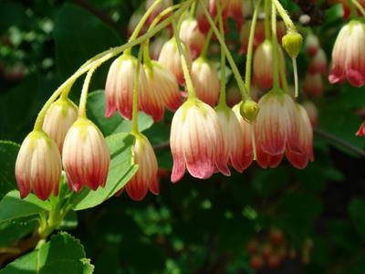 Enkianthus campanula